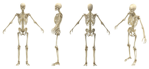 human skeleton