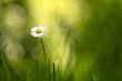 Closeup nature view of green creative layout made of green grass and single daisy flower on spring meadow. Natural background
