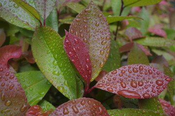 Sticker - rain drops on  leaves after the rain