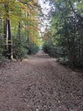 Fototapeta Nowy Jork - Path in the forest with trees