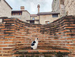 Cat in Split old town, Croatia