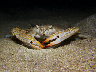 Invasive blue swimming crab from Cyprus