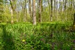 Wetland swamp Krakov forest with pedunculate oak (Quercus robur) trees and purple spotted dead-nettle (Lamium maculatum) flowers