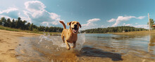A Cute Dog Breed Running Along The Water Along The Sandy Coast Of The Ocean At Sunset, Splashing Water. Ai Generated