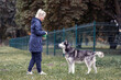 A girl trains a husky dog ​​and gives her a treat.