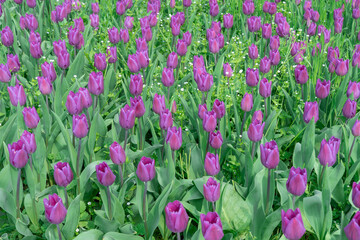 Wall Mural - Purple tulips blossom in city. Bulbous ornamental plant plants of liliaceae family grow on flowerbed. Floral petals bloom on foliage background. Flower carpet from buds tulips. Ornamental garden.