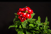 Red Verbena Flower. Close-up. On A Black Background. With A Lot Of Small Details.