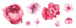 Watercolor floral set of pink rose, peony, lotus, wild flowers. Cut out hand drawn PNG illustration on transparent background. Watercolour clipart drawing.