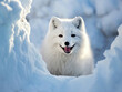 Happy and funny arctic fox in winter