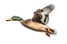 Male Mallard In Flight, Showcasing The Vibrant Colors And Natural Beauty Of The Bird, Isolated On A White Background, Generative Ai