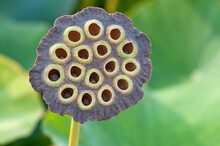 Sacred Lotus Seed Pod - Nelumbo Nucifera