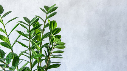 Dark green leaves of Houseplant Zamioculcas on grey background. Copy space.