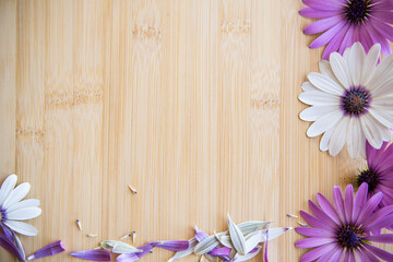 Wall Mural - Beautiful white and purple Osteospermum flowers on a wooden