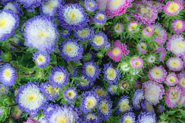 Wall Mural - Top view of many blooming fresh flowers for background. Flowers in a variety of colors are beautiful and fresh. Lots of brightly colored bouquets. close-up photo of pink flowers for background.