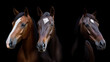 © Studio Zenith - 3 t^tes de chevaux vue de face sur fond noir