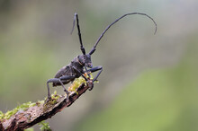 Macro Photography Of A Great Capricorn Beetle (Cerambyx Cerdo) On Its Natural Environment. Big Black European Beetle With Long Antennae Standing On Top Of A Rotten Log With Forest Background.