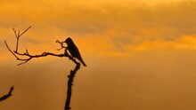 Silhouette Of A Bird On A Tree