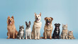 © Haydiddle - Group portrait of dogs of various shapes, sizes, and breeds. Stray pets with happy expression waiting for adoption. generative AI