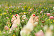Leinwandbild Motiv Female feet with a pedicure on a summer blossoming lawn