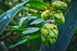 Hopfen - Close Up - Background - Humulus Lupulus - Fresh - Hops - Hoppy Cones - Beer - Green - Natural - Cones - Ecology - Bio - High Quality Photo	