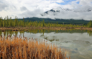 Sticker - Reed on Vermilion Lake, Canada