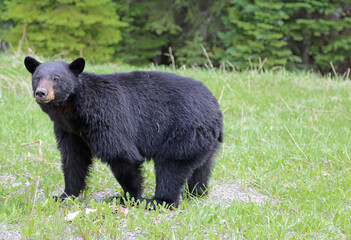 Sticker - Black bear, Canada