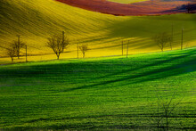 Aerial View Of Green And Yellow Fields, Monferrato, Alessandria, Piedmont, Italy