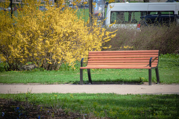 Wall Mural - Wooden bench standing near path with big yellow blooming hedge on the background in a city park