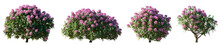 Set Of Rhododendron Flowering Pink Purple Bush Shrub Isolated Png On A Transparent Background Perfectly Cutout