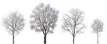Set Of 4 Large Medium And Small Winter Various Snowed Trees Isolated Png On A Transparent Background Perfectly Cutout 