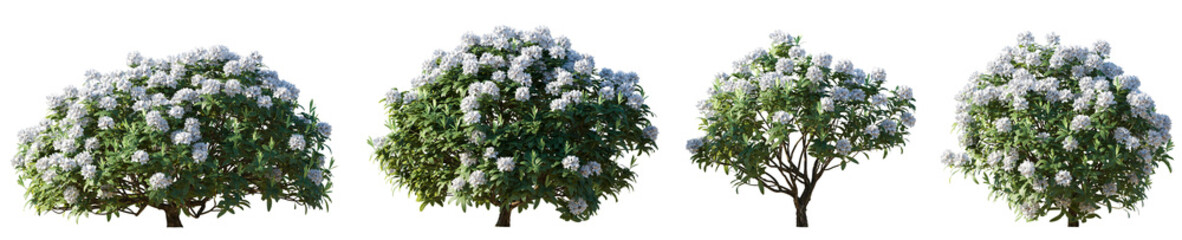 Wall Mural - rhododendron flowering white bush shrub isolated png on a transparent background premium cutout