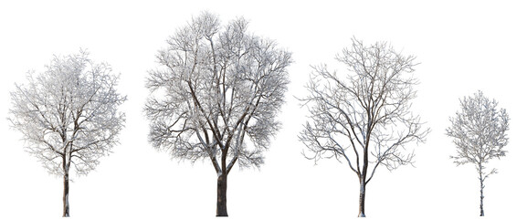 Wall Mural - winter various snowed trees isolated png on a transparent background premium cutout