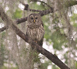 Fototapeta Las - Barred owl 