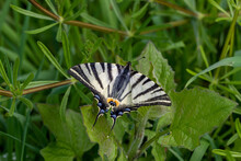 A Scarce Swallowtail Butterfly (Iphiclides Podalirius) On Green Leaves.