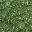 © Ai.Art.Creations - 188 Leaves: A refreshing and organic background featuring leaves in soft and muted colors that create a natural and calming atmosphere4, Generative AI