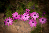 Fototapeta Kwiaty - Pink Peruvian Flowers
