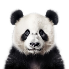 Wall Mural - Panda Face Shot Isolated on Transparent Background - Generative AI
