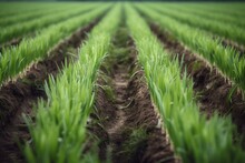Rows Of Green Scallions Growing In A Field. Generative AI