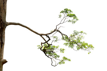 isolated image of a branch growing in the middle of a trunk of a large tree on a png file at transpa