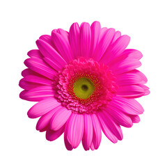 Wall Mural - gerbera flower with good quality isolated white background