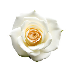 Wall Mural - rose flower with good quality isolated white background