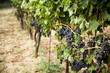 © LifeInViewfinder - Grapes in a vineyard in Tuscany