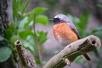 Wall Mural - Gartenrotschwanz ( Phoenicurus phoenicurus ).