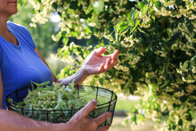 Herbalist Harvesting Linden Blossom. Woman Picking Fresh Herbs From Lime Tree Into Basket