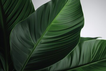 green big leaves background. eco background. tropical leaves, abstract green leaves texture, nature background. generative ai