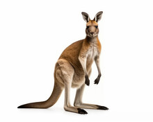 Photo Of Kangaroo Isolated On White Background. Generative AI