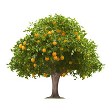 orange fruits tree isolated on white