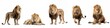 © Corri Seizinger - Wildlife zoo safari africa lions animals banner panorama long - Collection of standing, running, sitting, lying group of beautiful lion, isolated on white background, Generative Ai