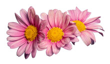 Three Daisies With Pink Petals Isolated