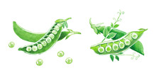 Green Peas , Green Pea , Green Beans , Raw Peas , Vegetables , Legumes , Food Illustration , Watercolor Illustration